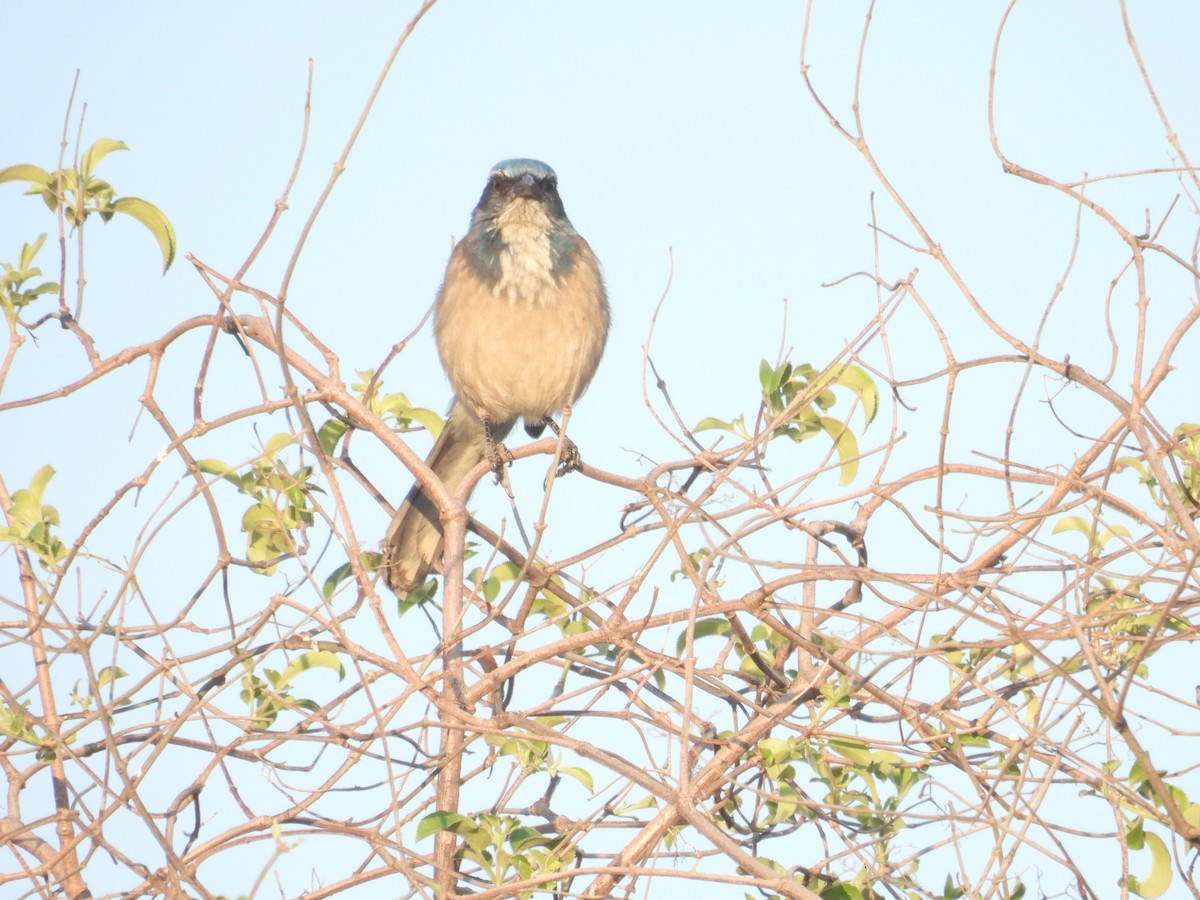 California Scrub-Jay - ML647217533