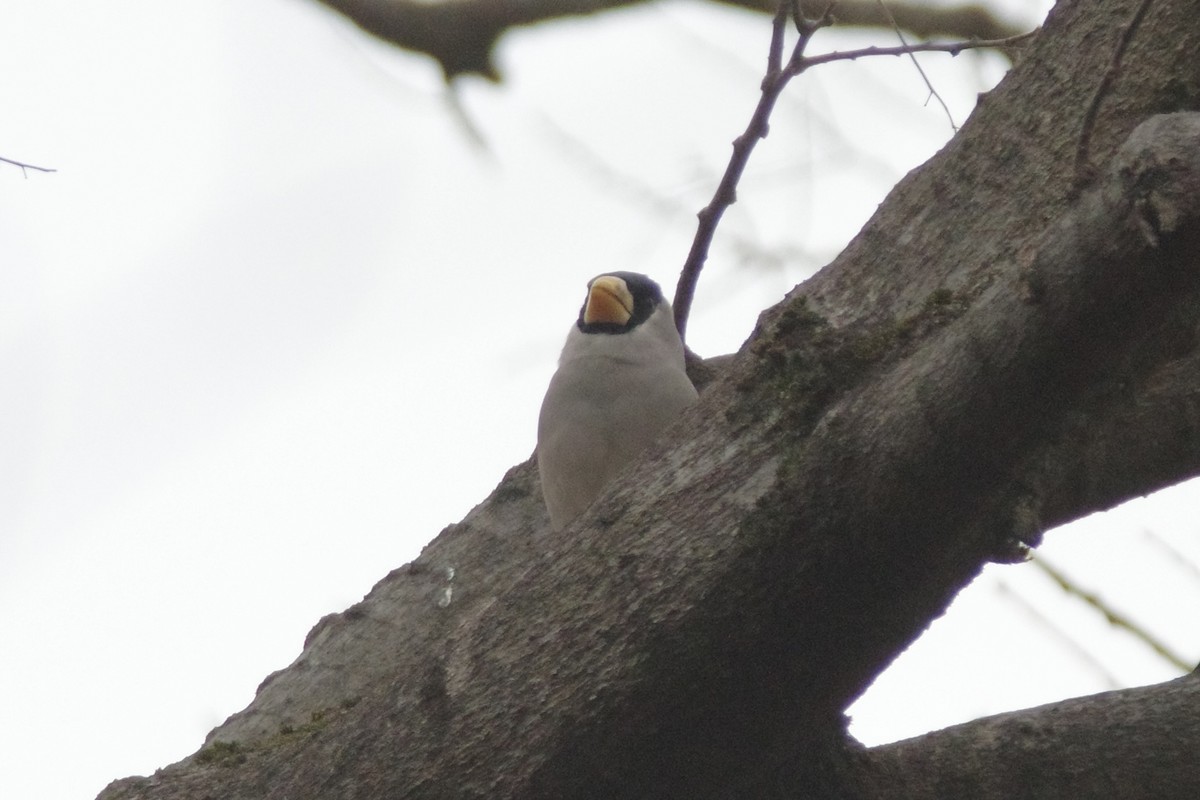 Japanese Grosbeak - ML647217535
