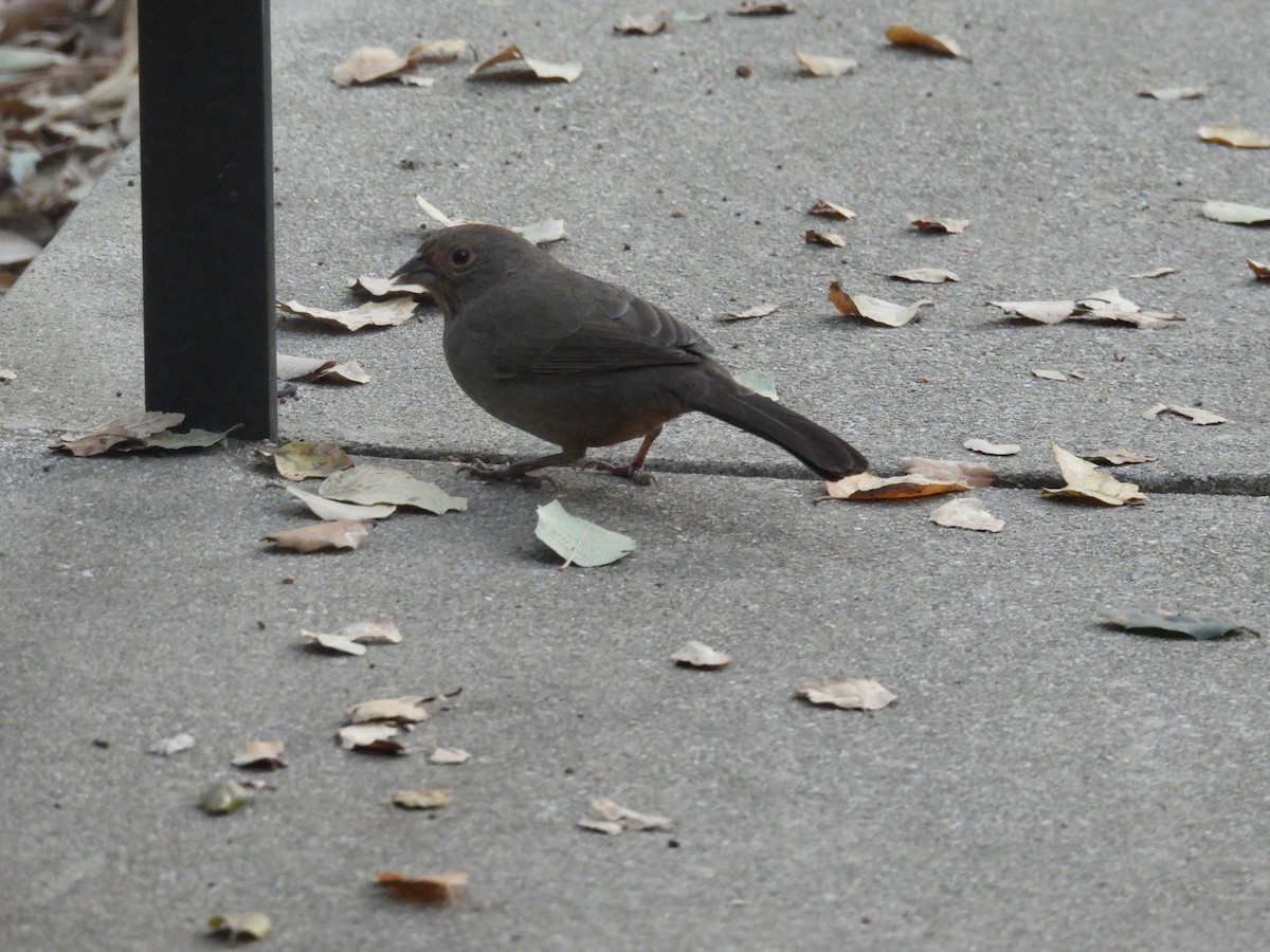 California Towhee - ML647217536