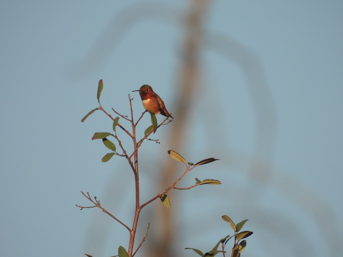 Allen's Hummingbird - ML647217537