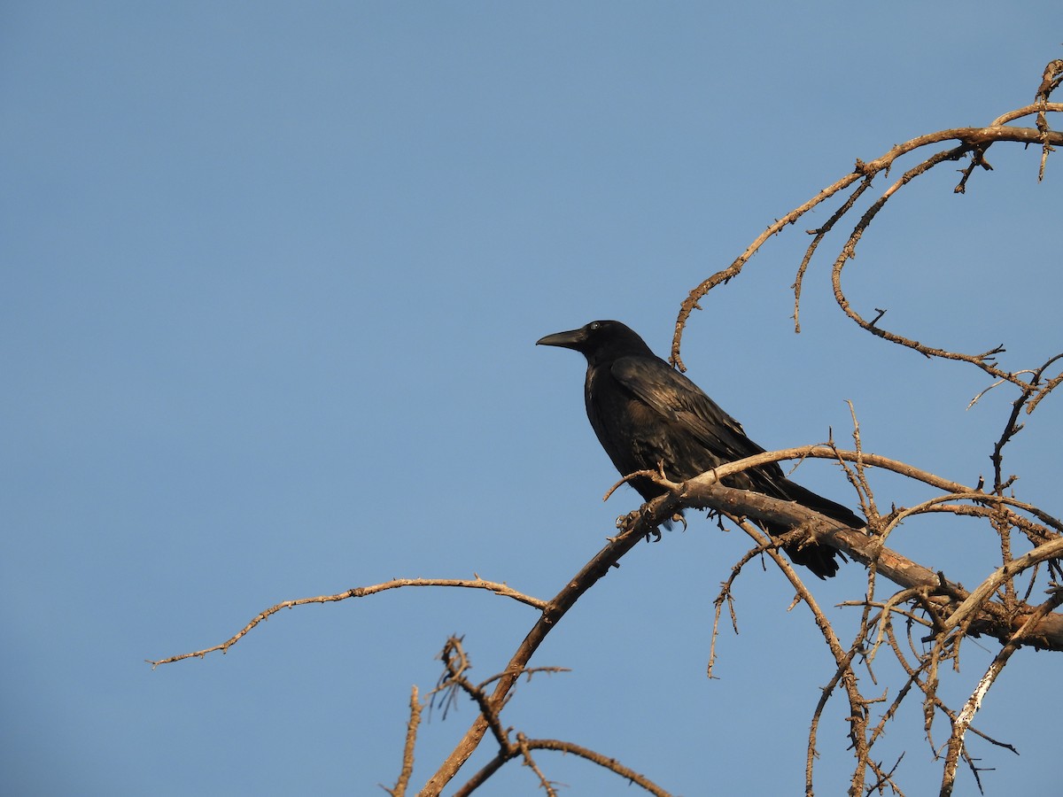Common Raven - ML647217538
