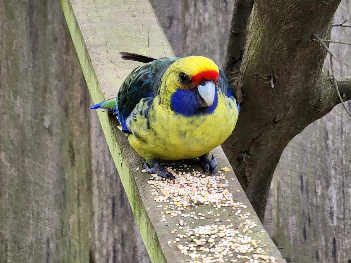 Green Rosella - ML647217539