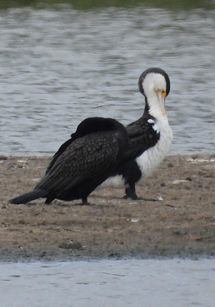 Pied Cormorant - ML647217540