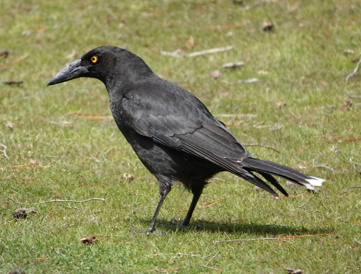 Black Currawong - ML647217544