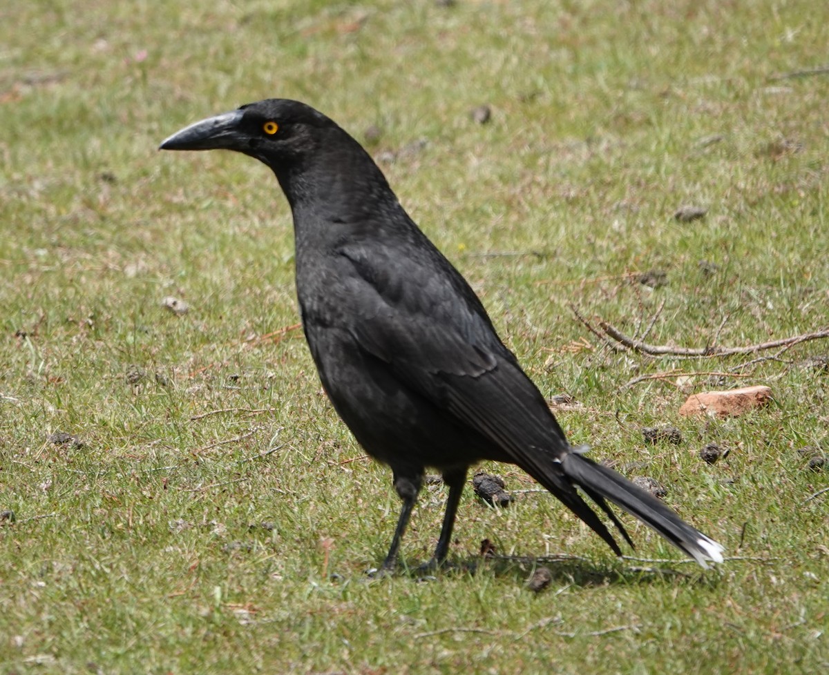 Black Currawong - ML647217545