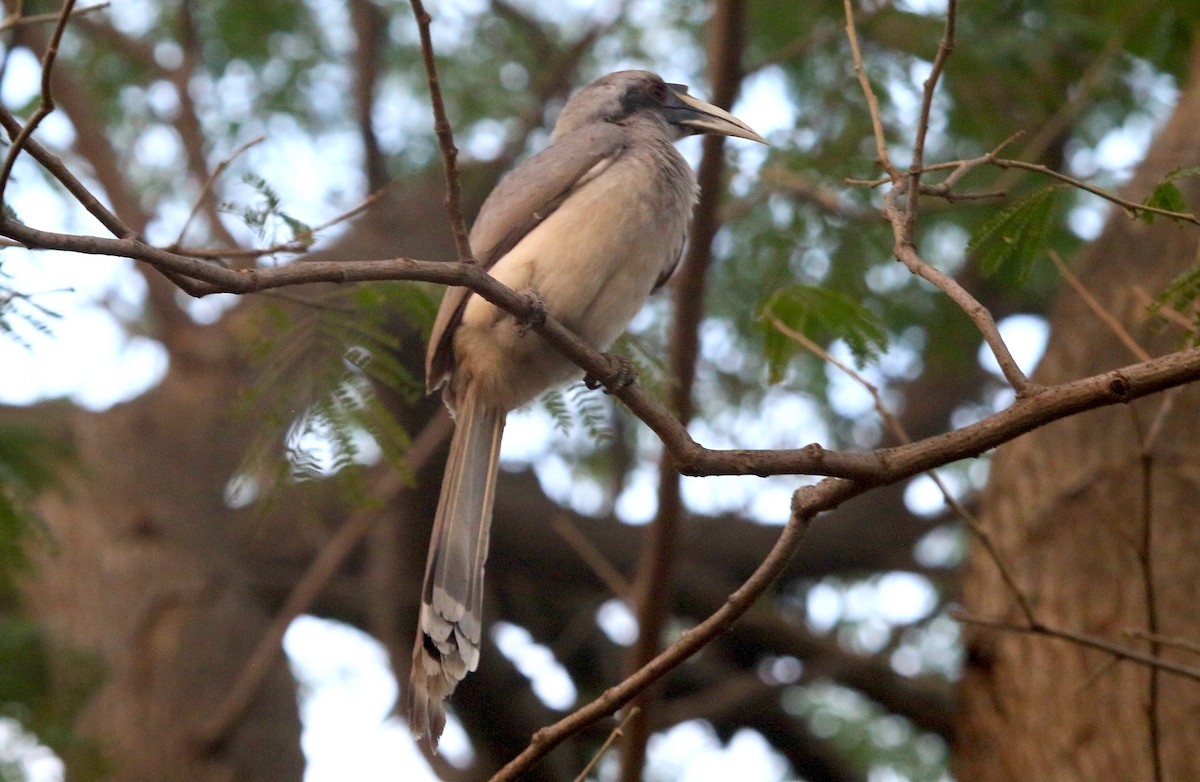 Calao de Gingi - ML647217546