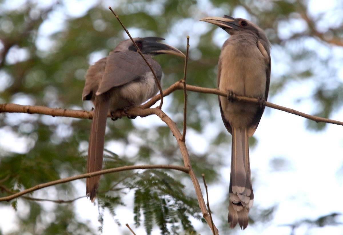 Calao de Gingi - ML647217547