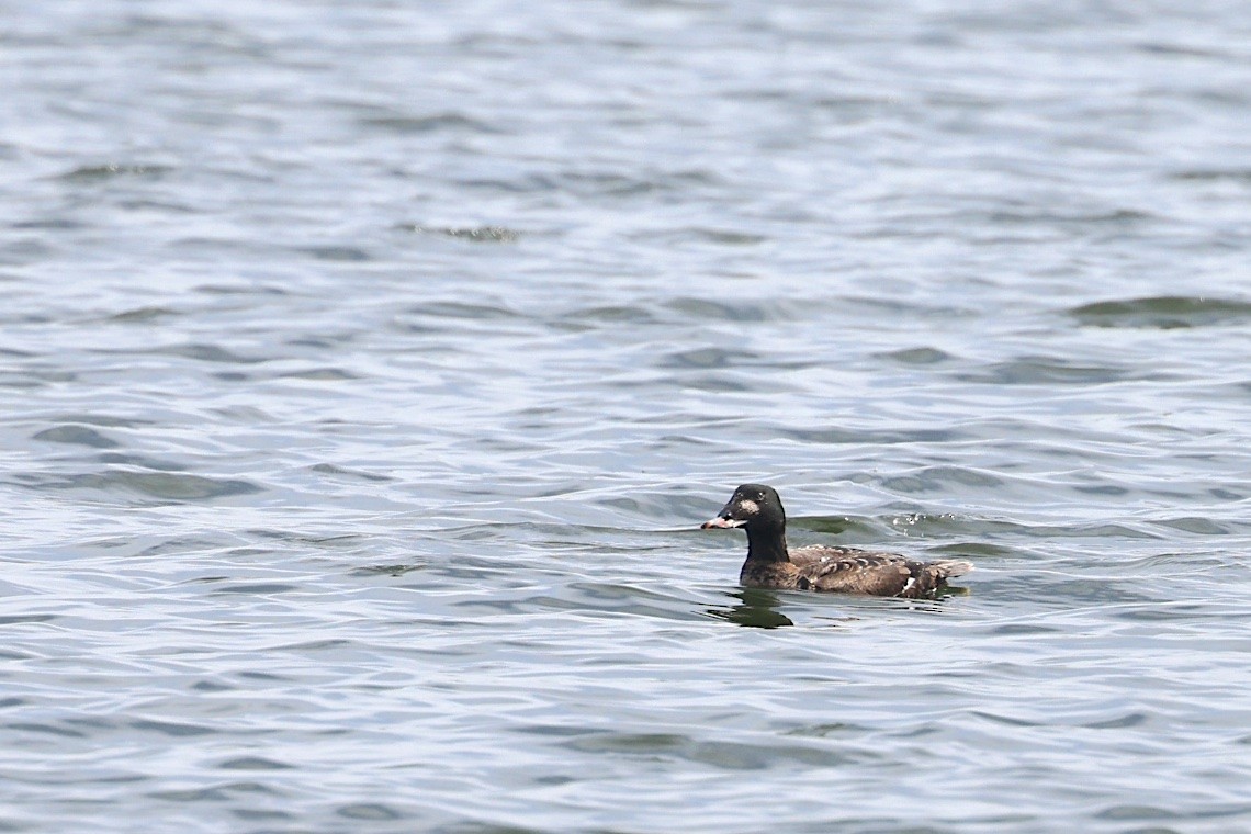 White-winged Scoter - ML647217548