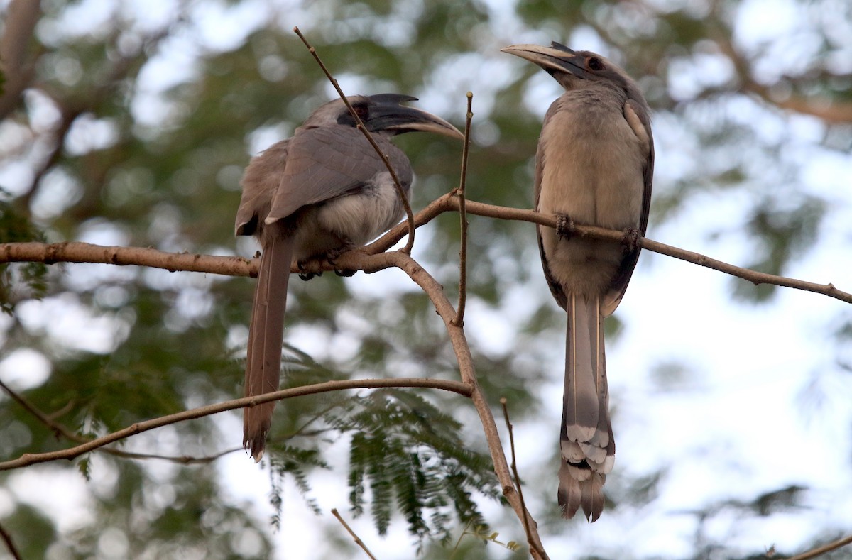 Calao de Gingi - ML647217549