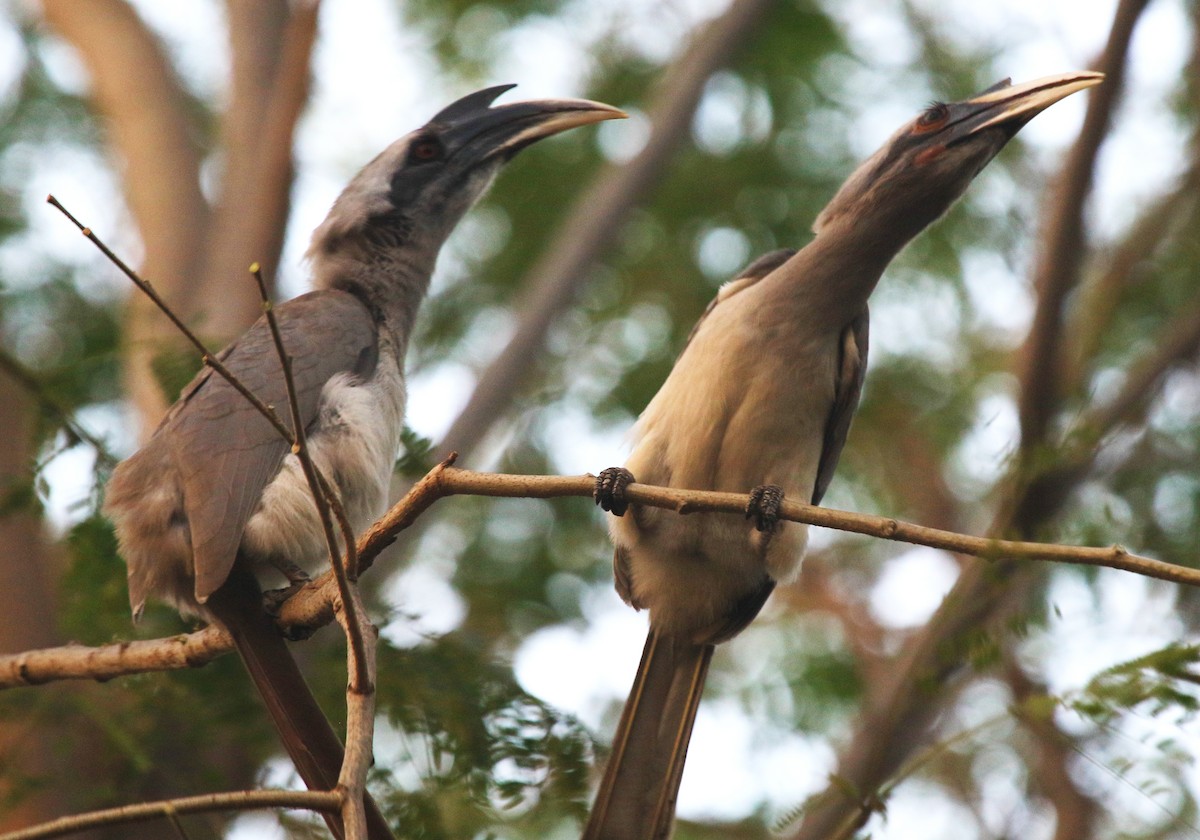 Calao de Gingi - ML647217551