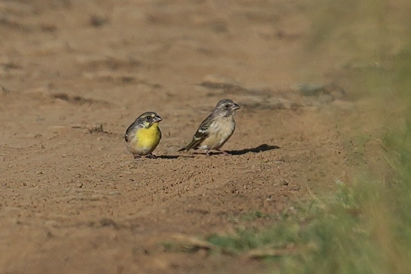 Serin à poitrine citron - ML647217555