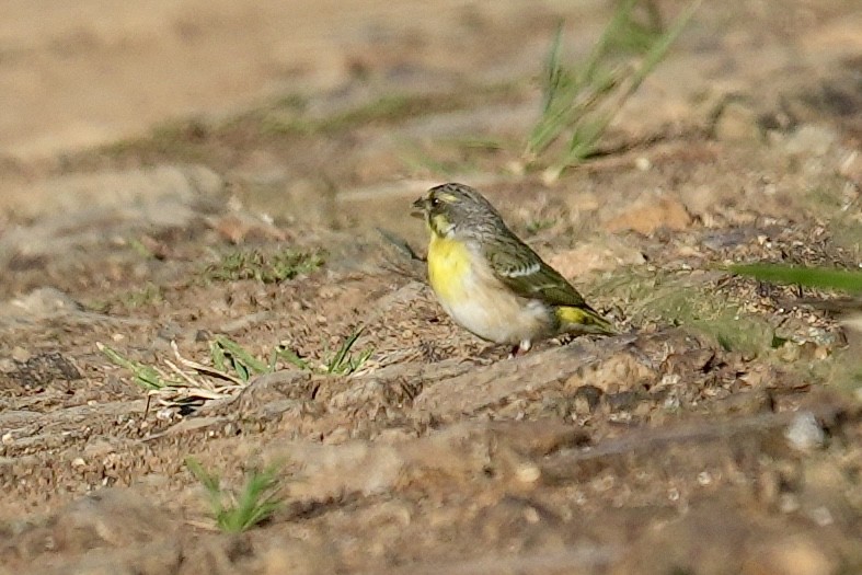Serin à poitrine citron - ML647217556