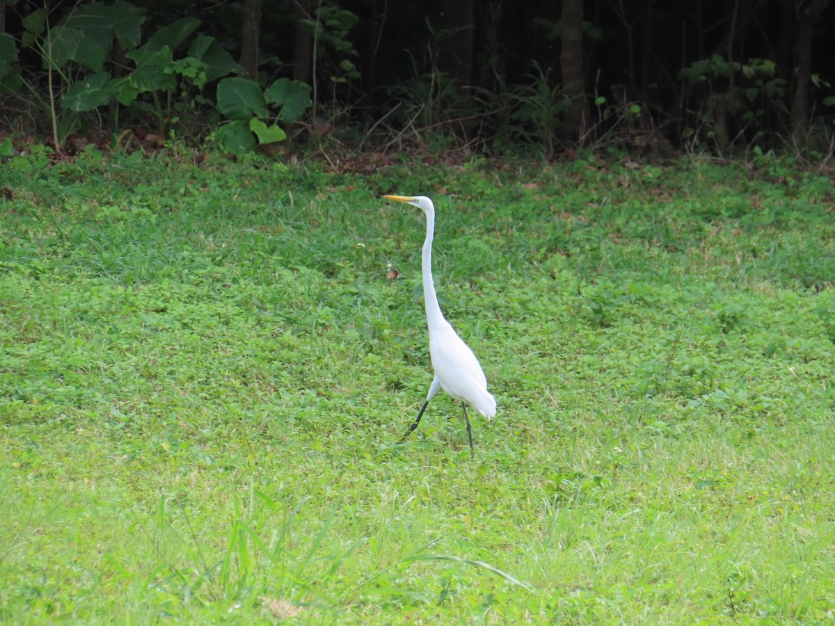 Grande Aigrette - ML647217557