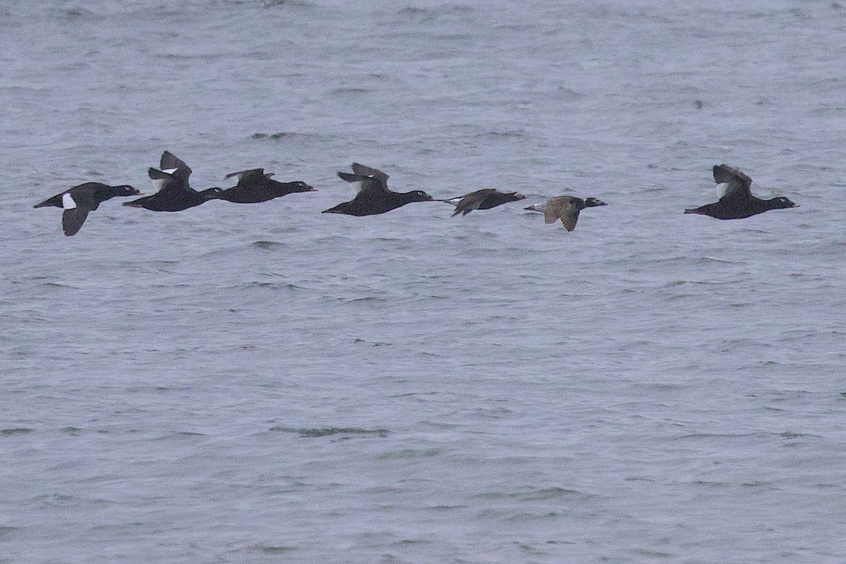 Macreuse à ailes blanches - ML647217559