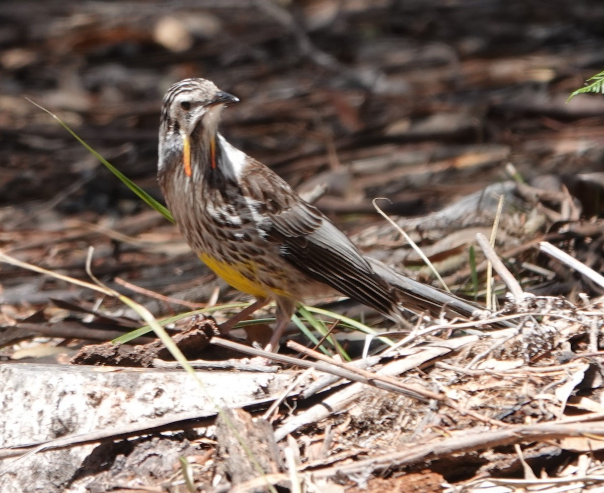 Méliphage à pendeloques - ML647217560