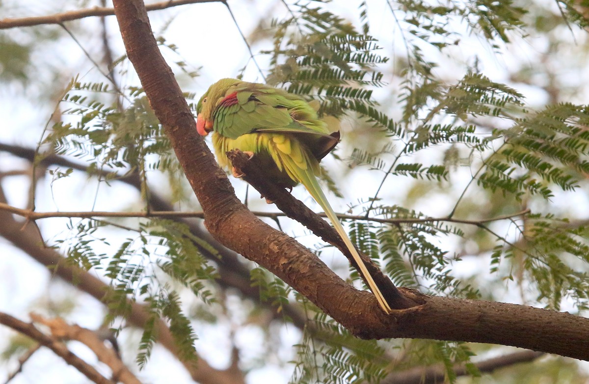 Perruche alexandre - ML647217561