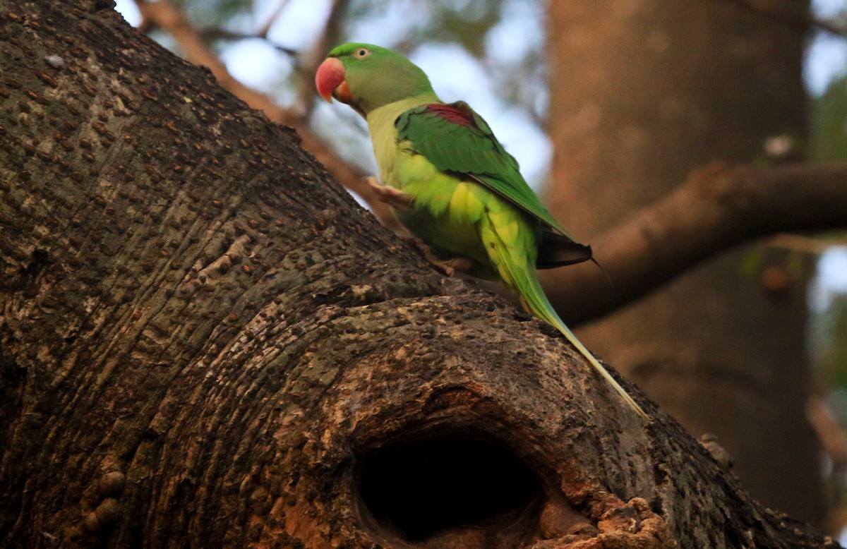 Perruche alexandre - ML647217562