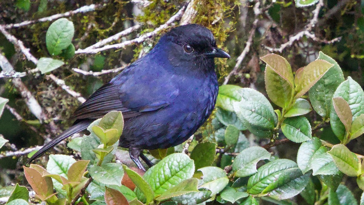 Arrenga de Ceylan - ML647217563