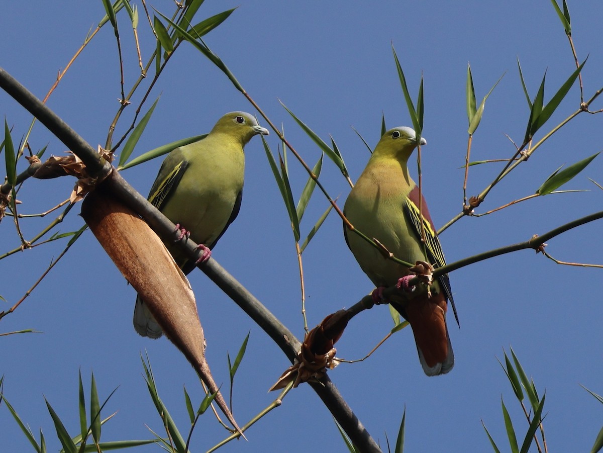Colombar de Phayre - ML647217564