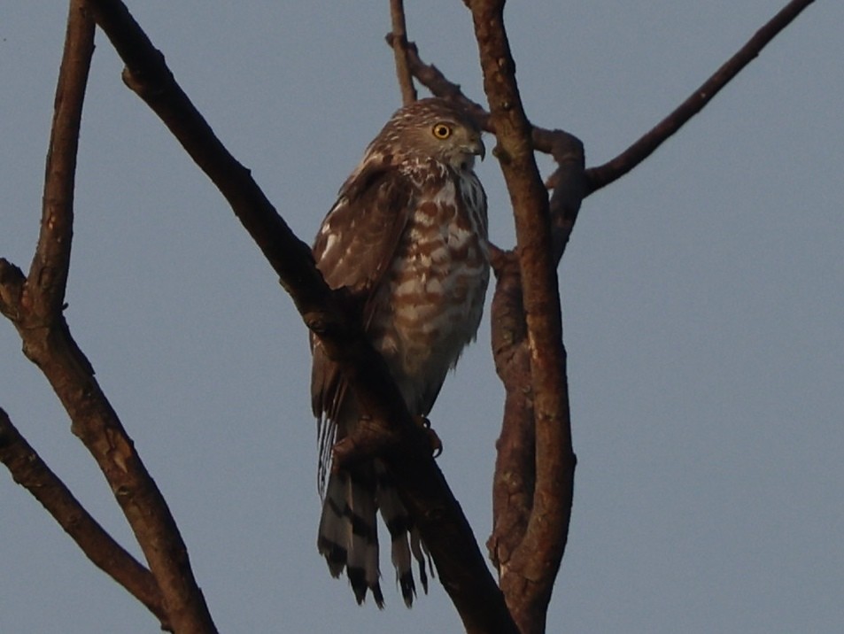 Яструб чубатий - ML647217565