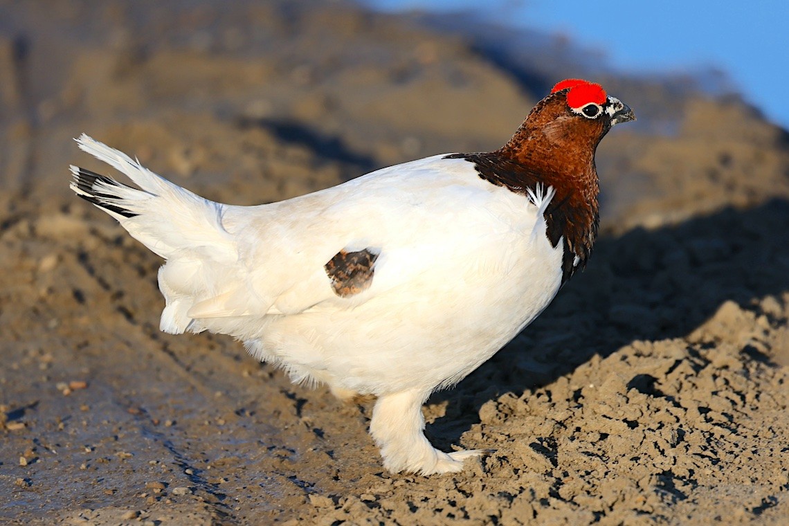 Куріпка біла - ML647217568