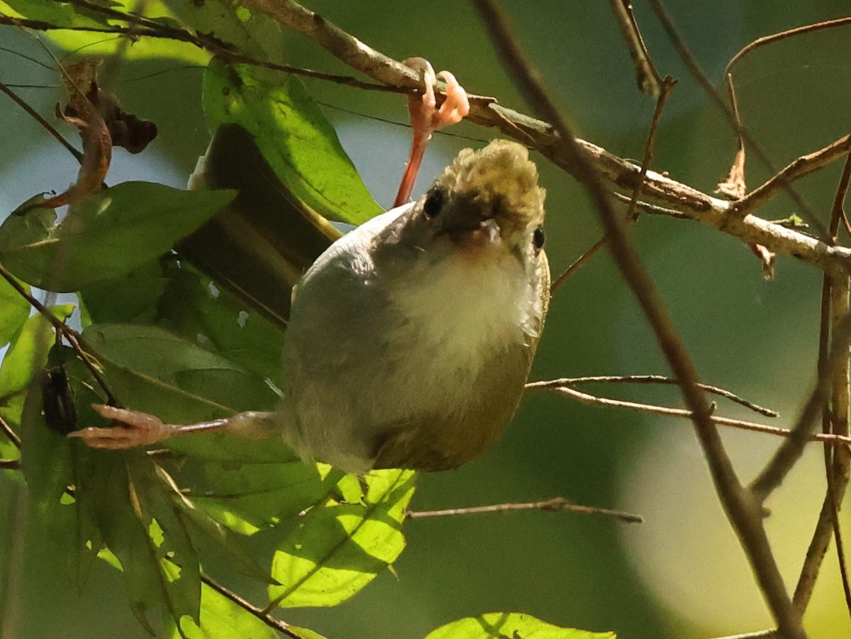 Чупурник - ML647217569