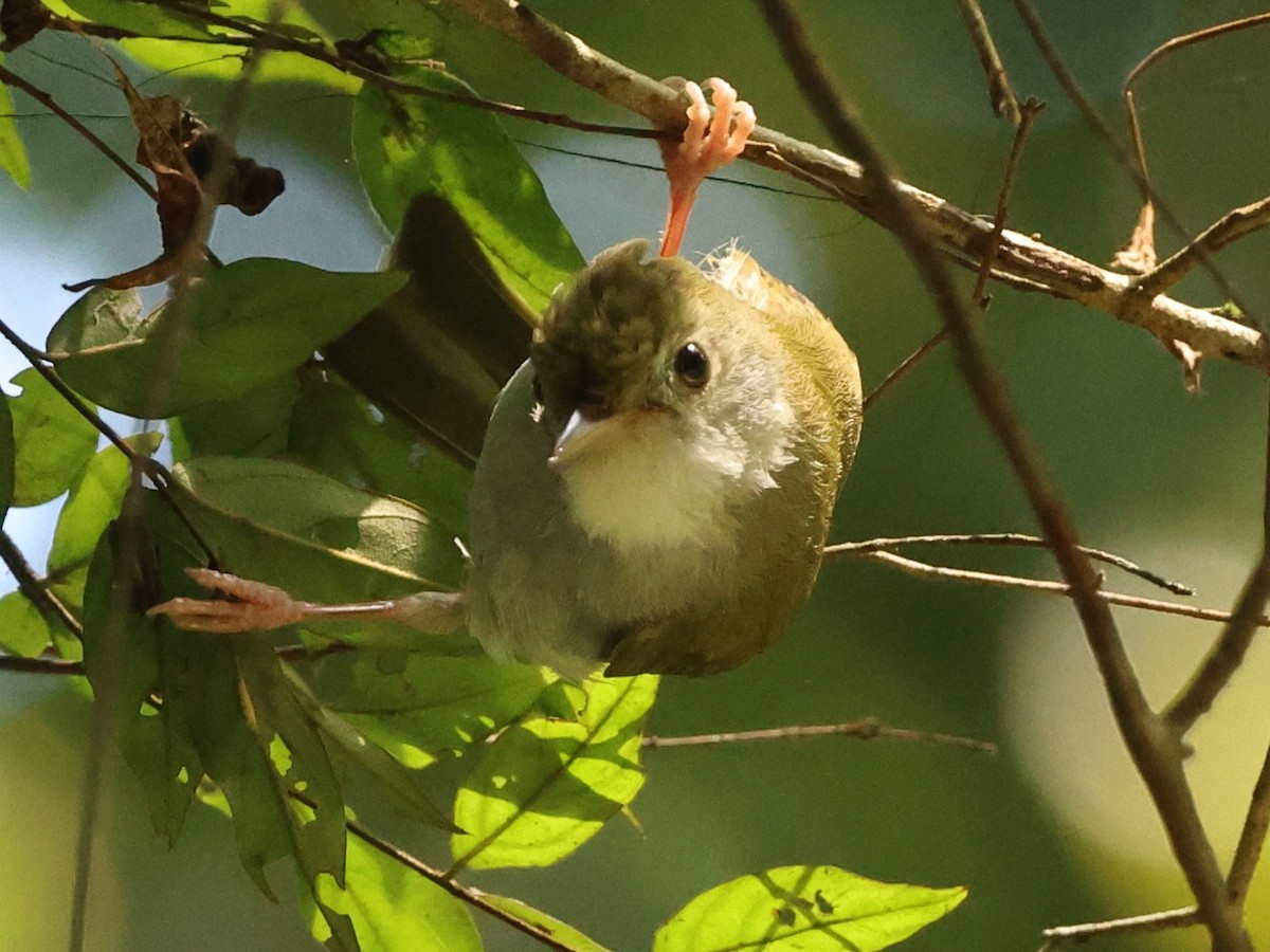 Чупурник - ML647217570