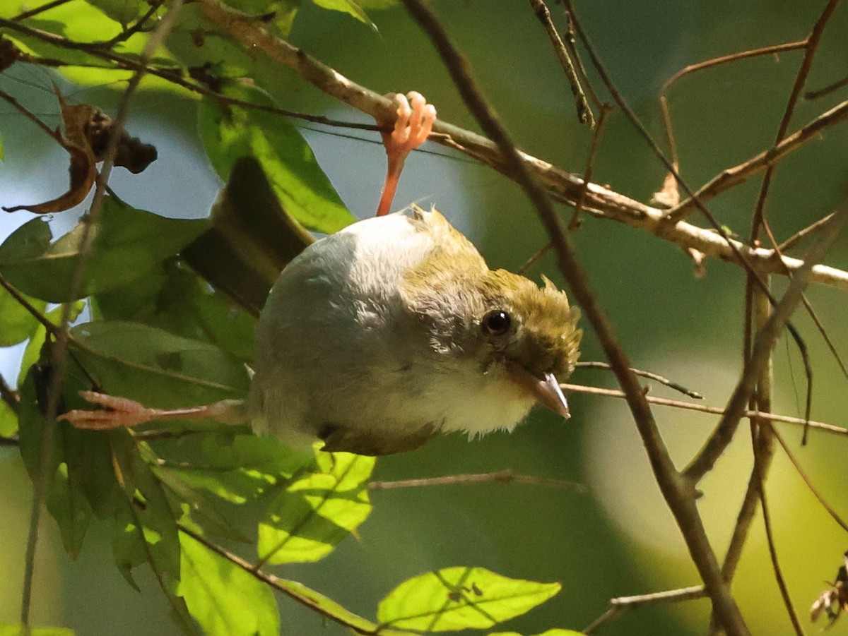 Чупурник - ML647217571