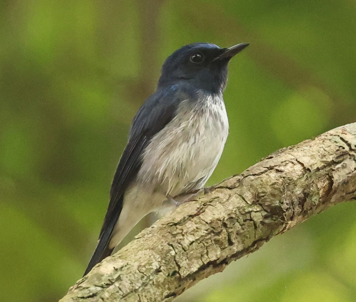 Нільтава темновола - ML647217574