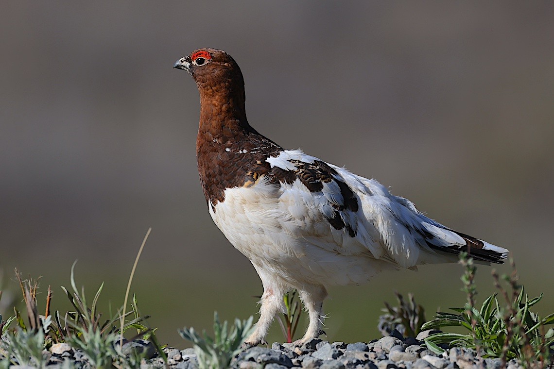 Куріпка біла - ML647217576