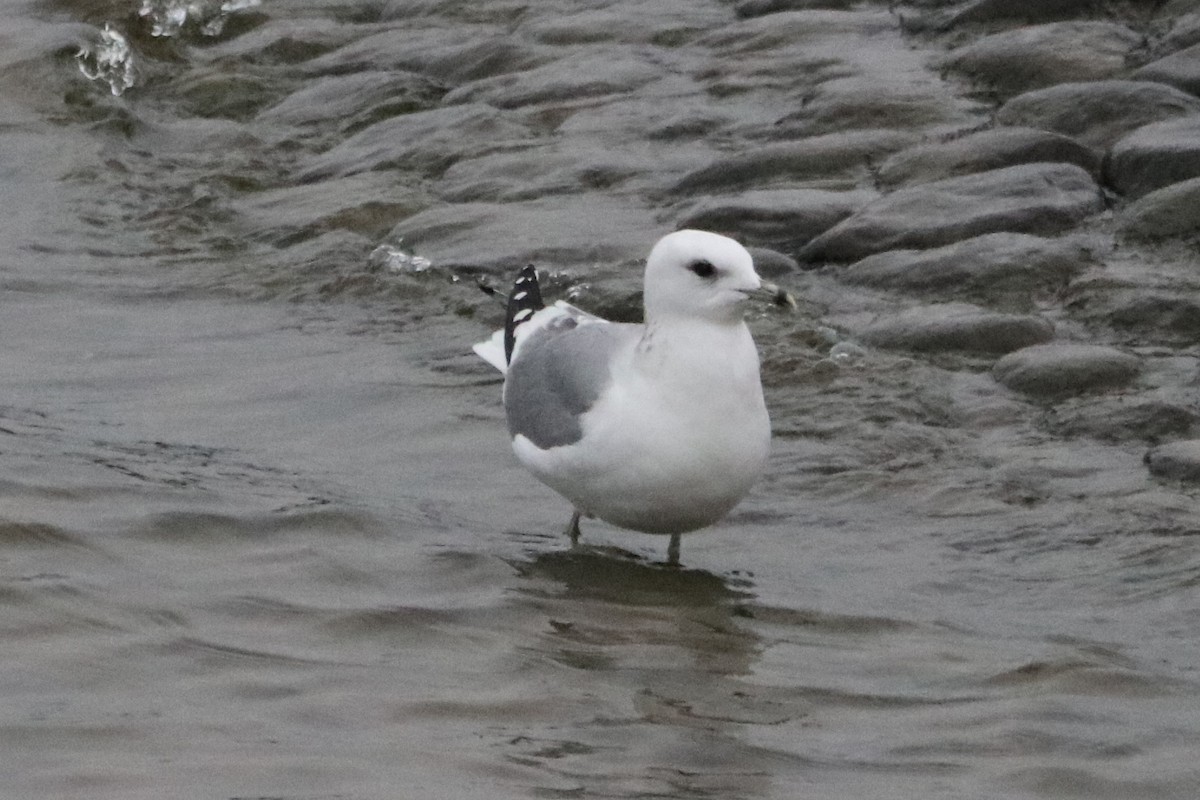 Мартин сивий (підвид canus) - ML647217577