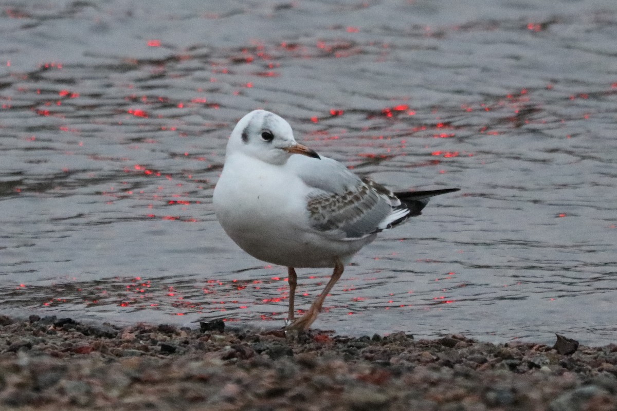 Мартин звичайний - ML647217578