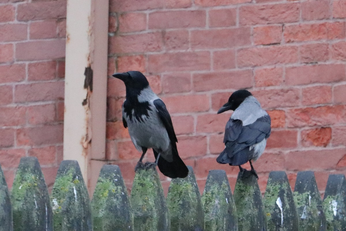 Ворона сіра - ML647217579