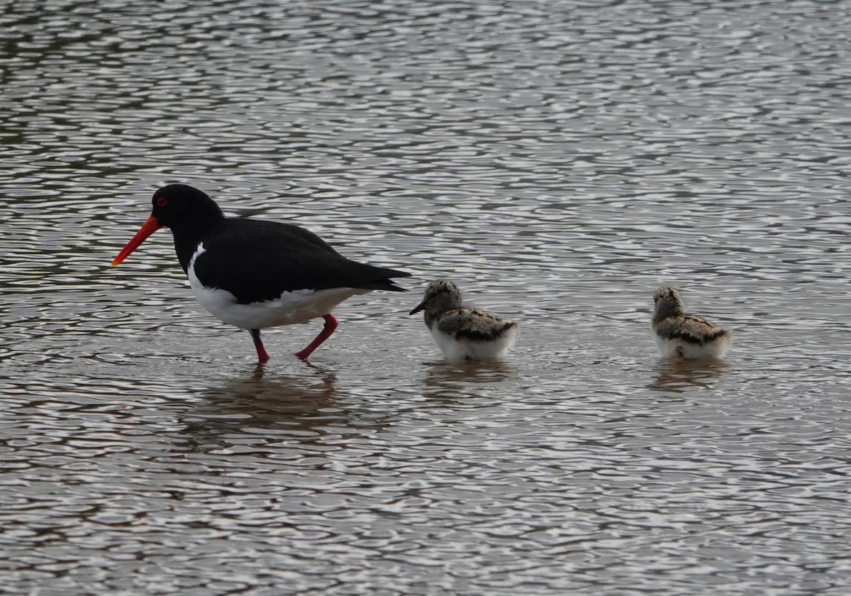 Кулик-сорока довгодзьобий - ML647217580