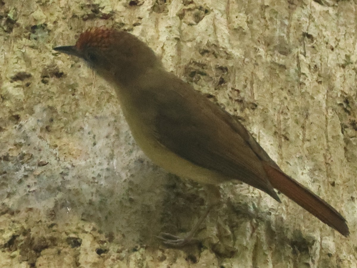 Ґаруло червонолобий - ML647217581