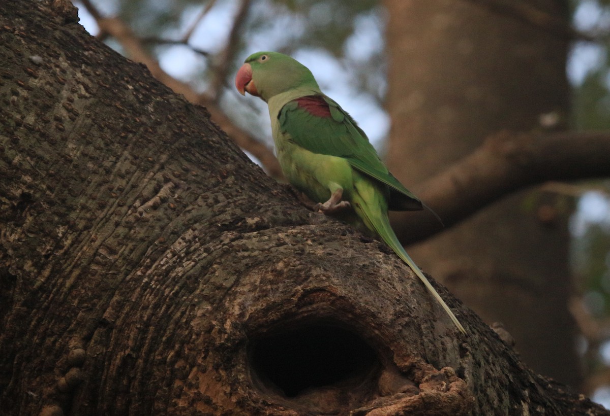 Папужець індійський - ML647217582