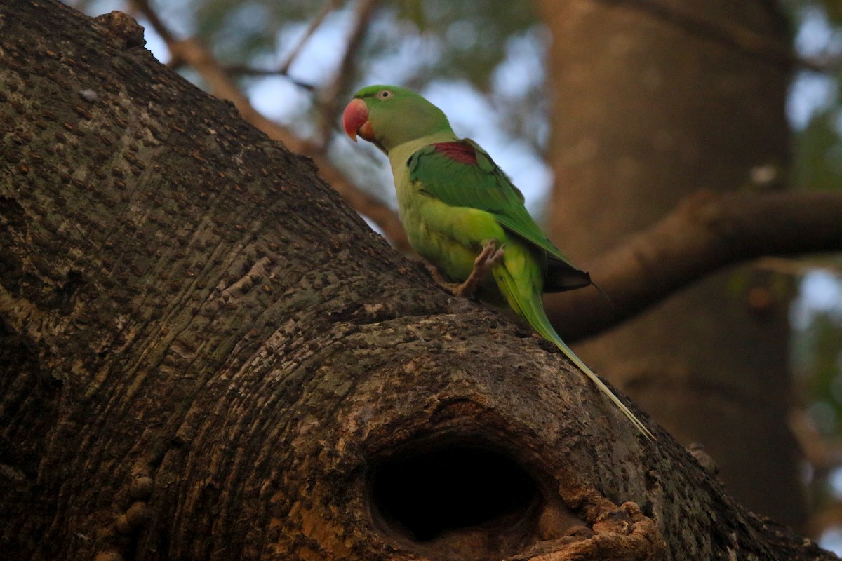 Папужець індійський - ML647217583
