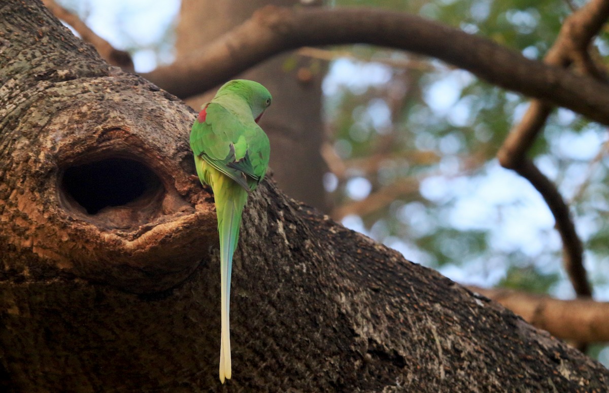Папужець індійський - ML647217584