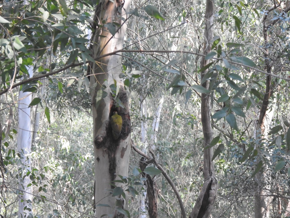 Жовна білоброва - ML647217585