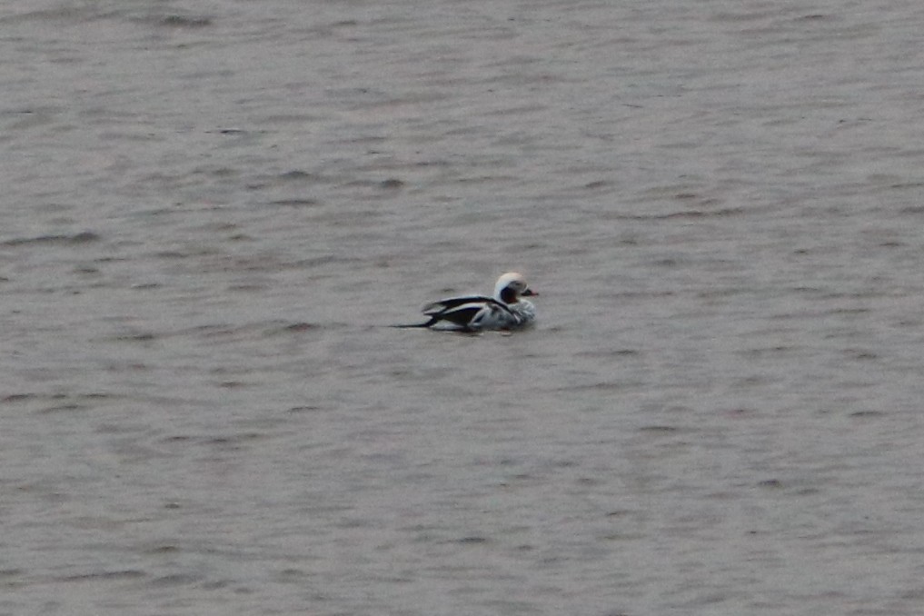 Морянка - ML647217586