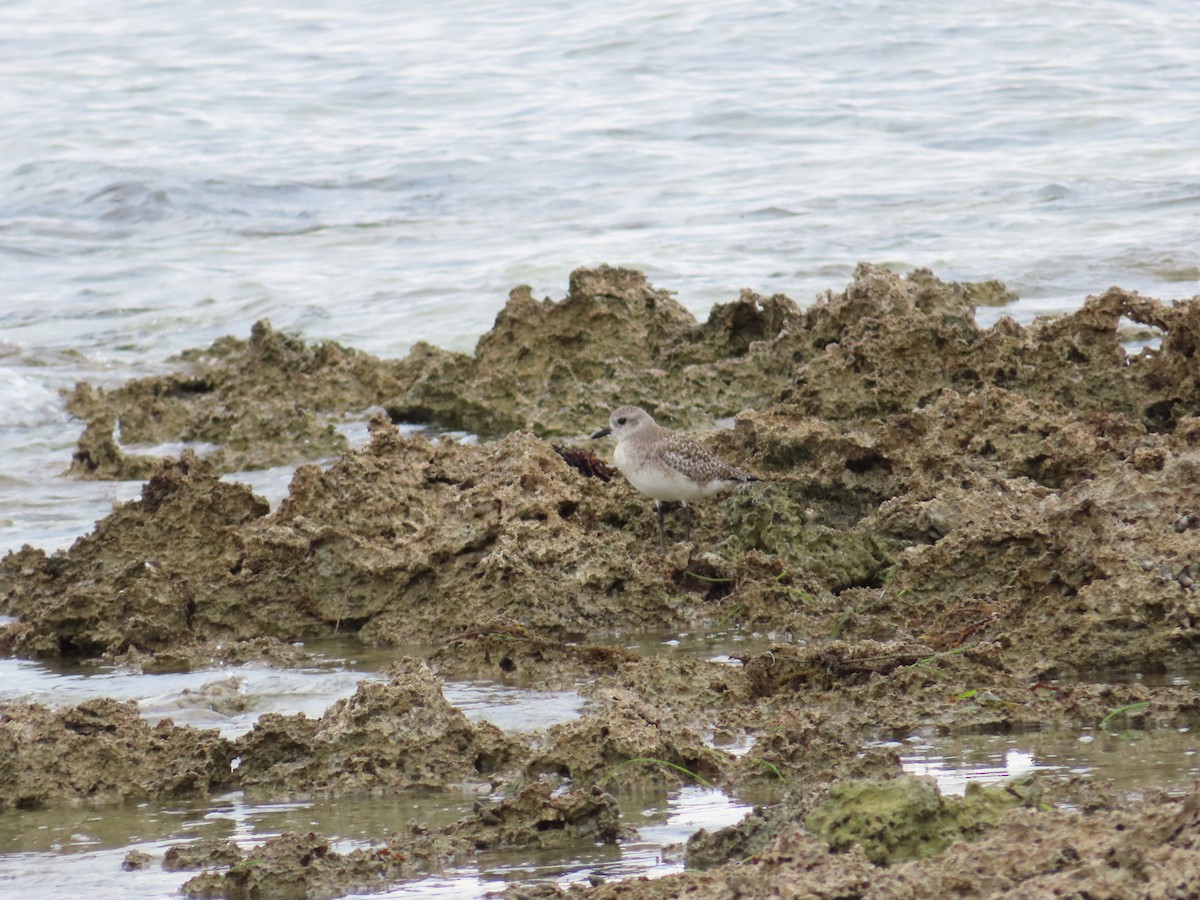 Сивка морська - ML647217587