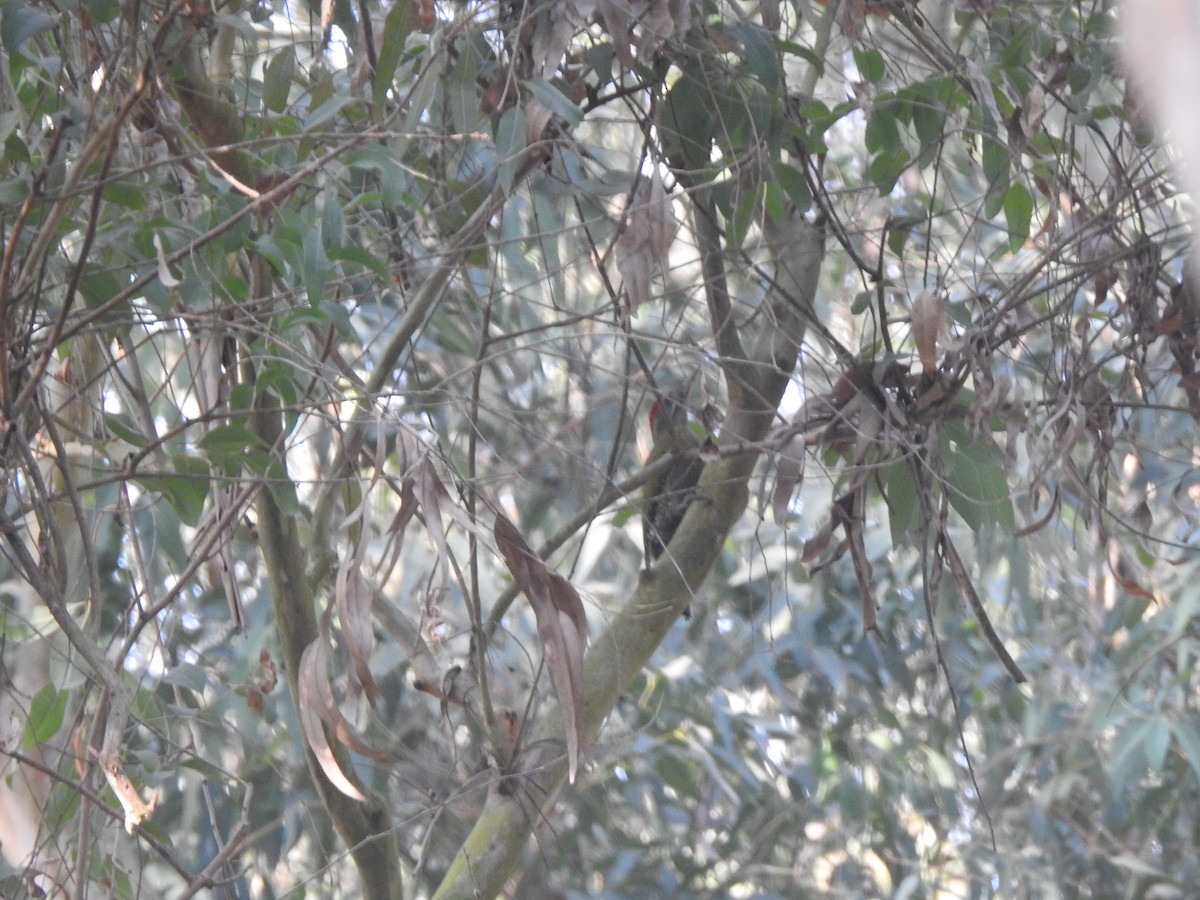 Жовна білоброва - ML647217588