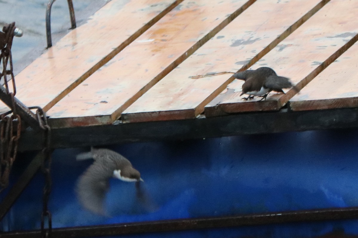 Пронурок біловолий - ML647217589