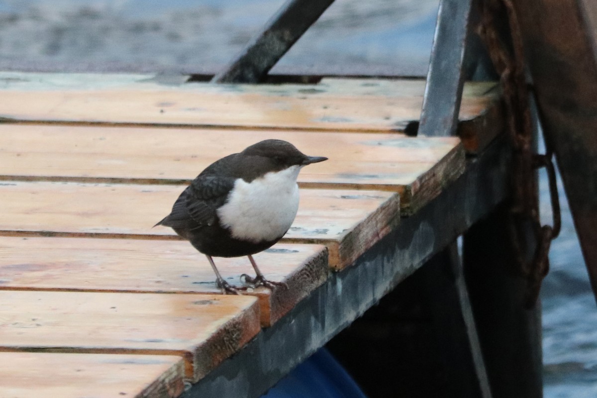 Пронурок біловолий - ML647217590