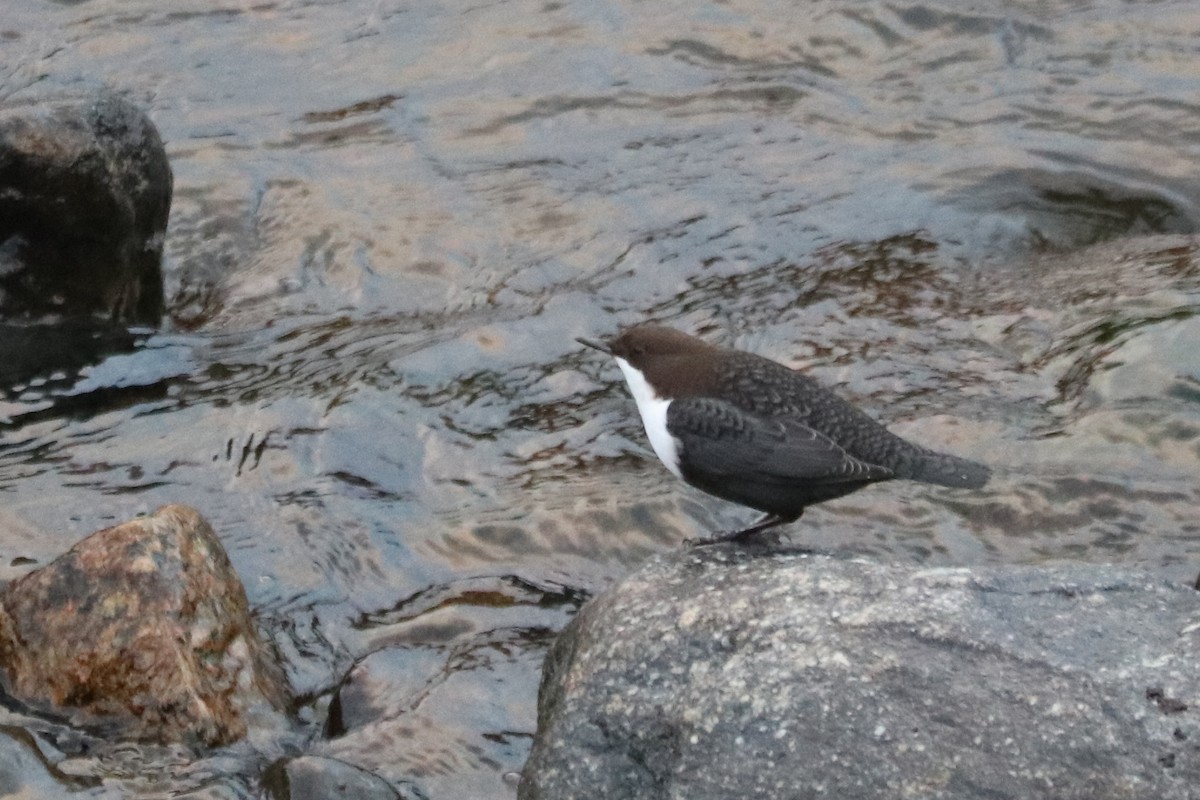 Пронурок біловолий - ML647217591