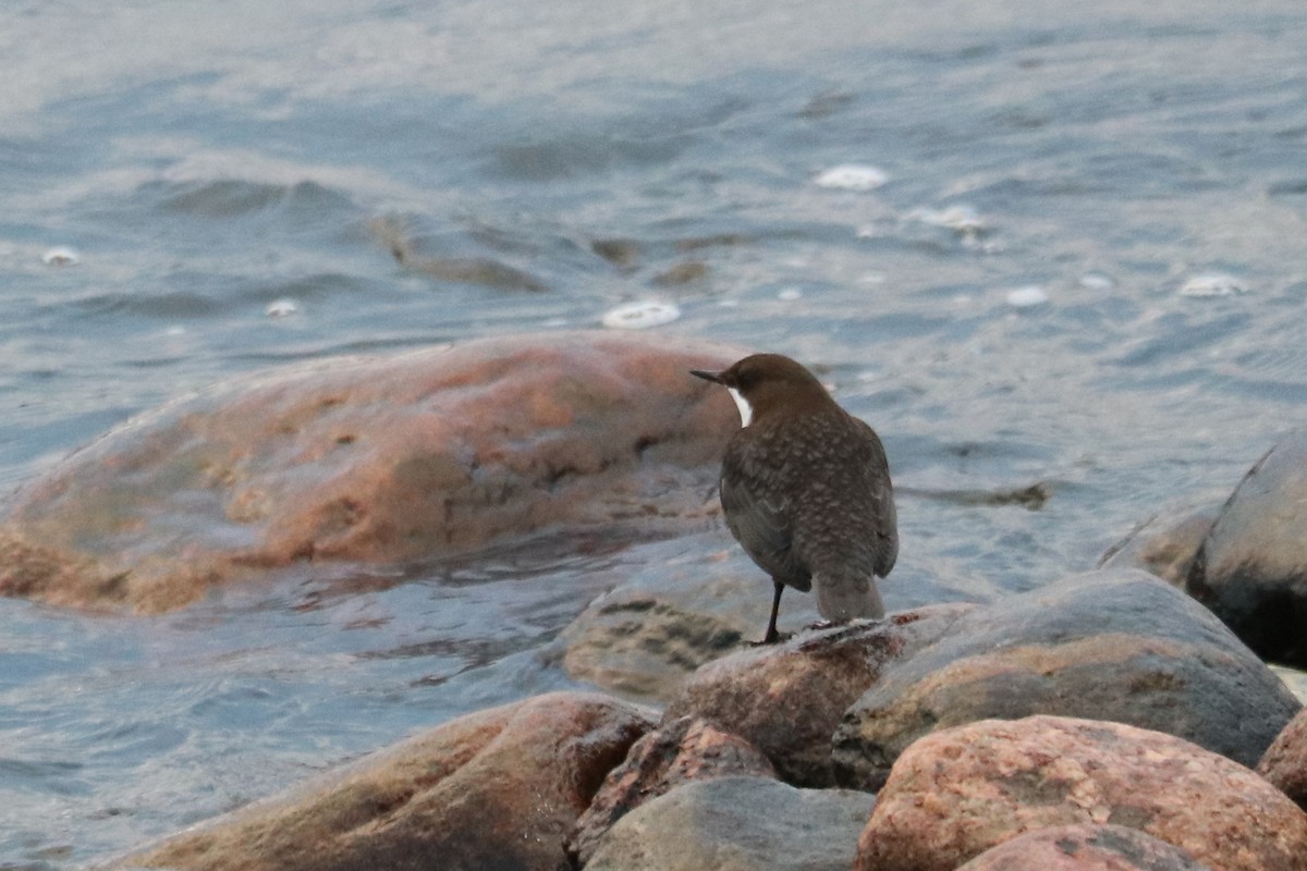 Пронурок біловолий - ML647217592