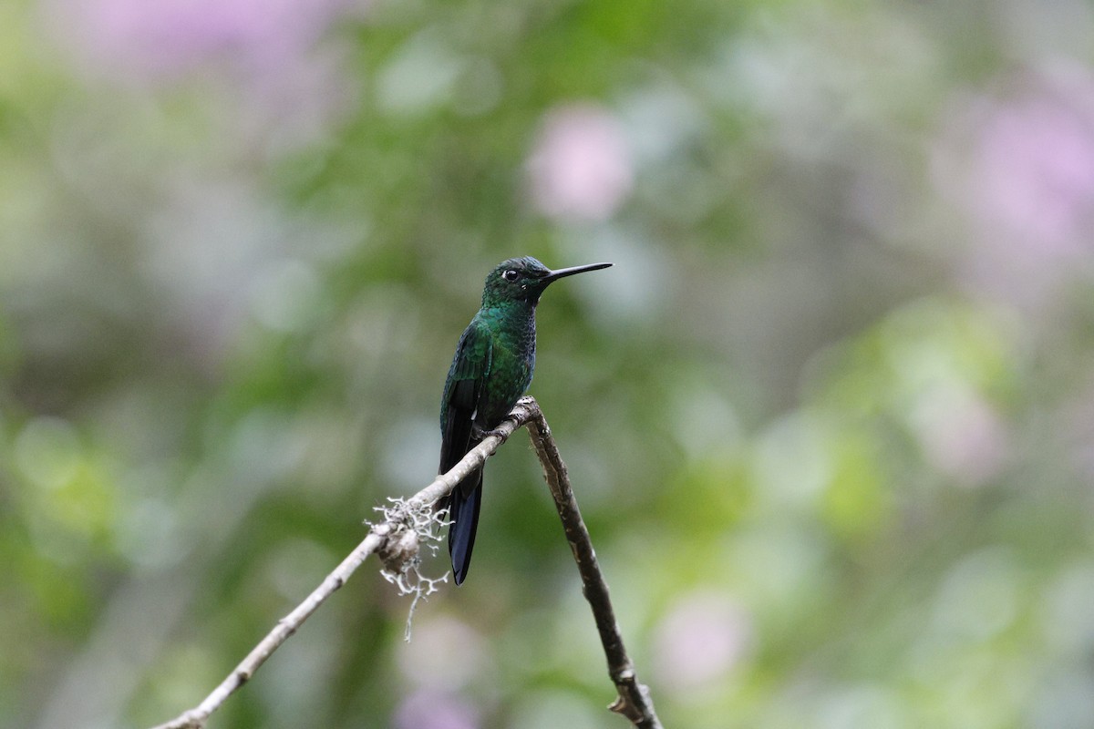 Колібрі-діамант колумбійський - ML647217594