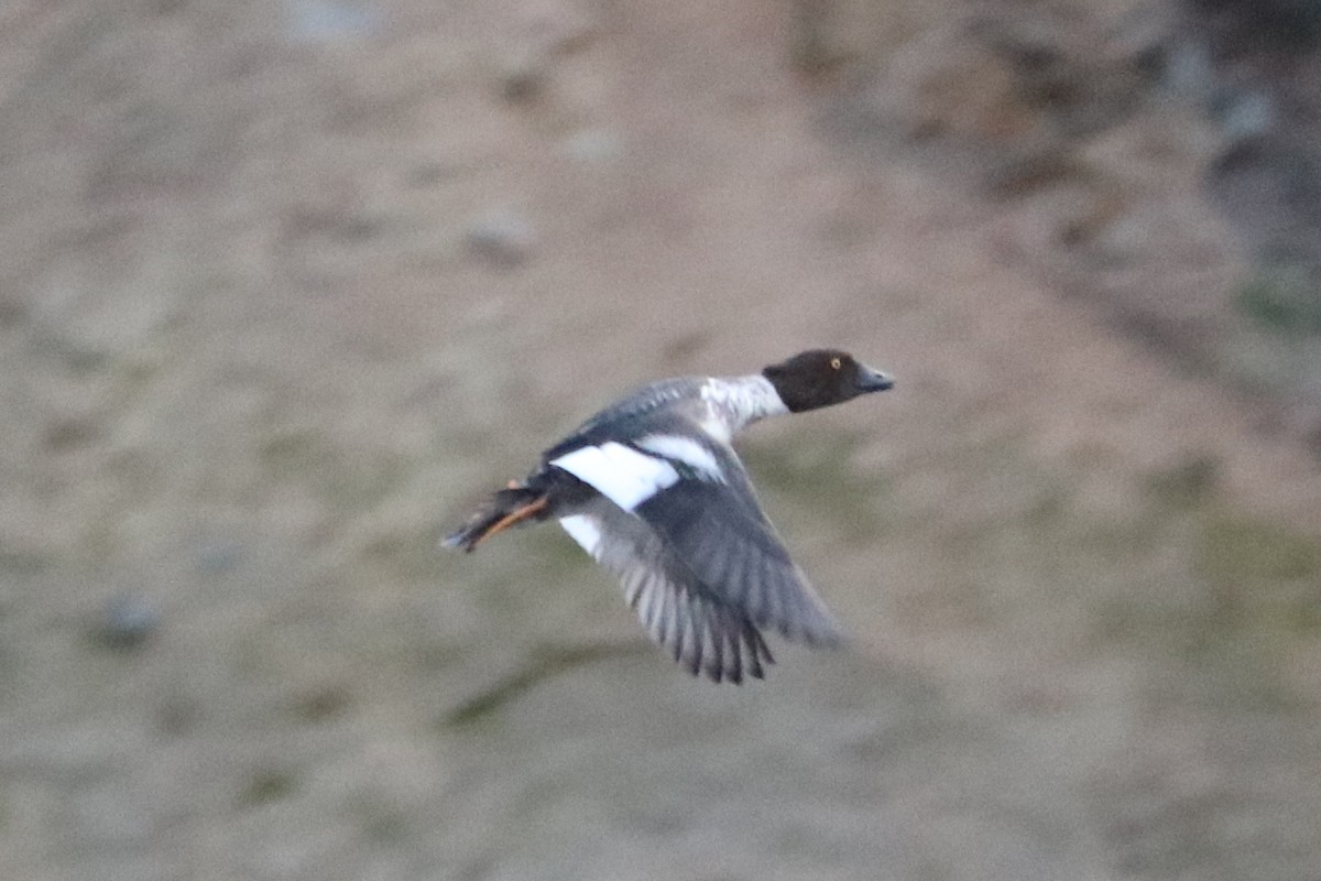 Гоголь зеленоголовий - ML647217595