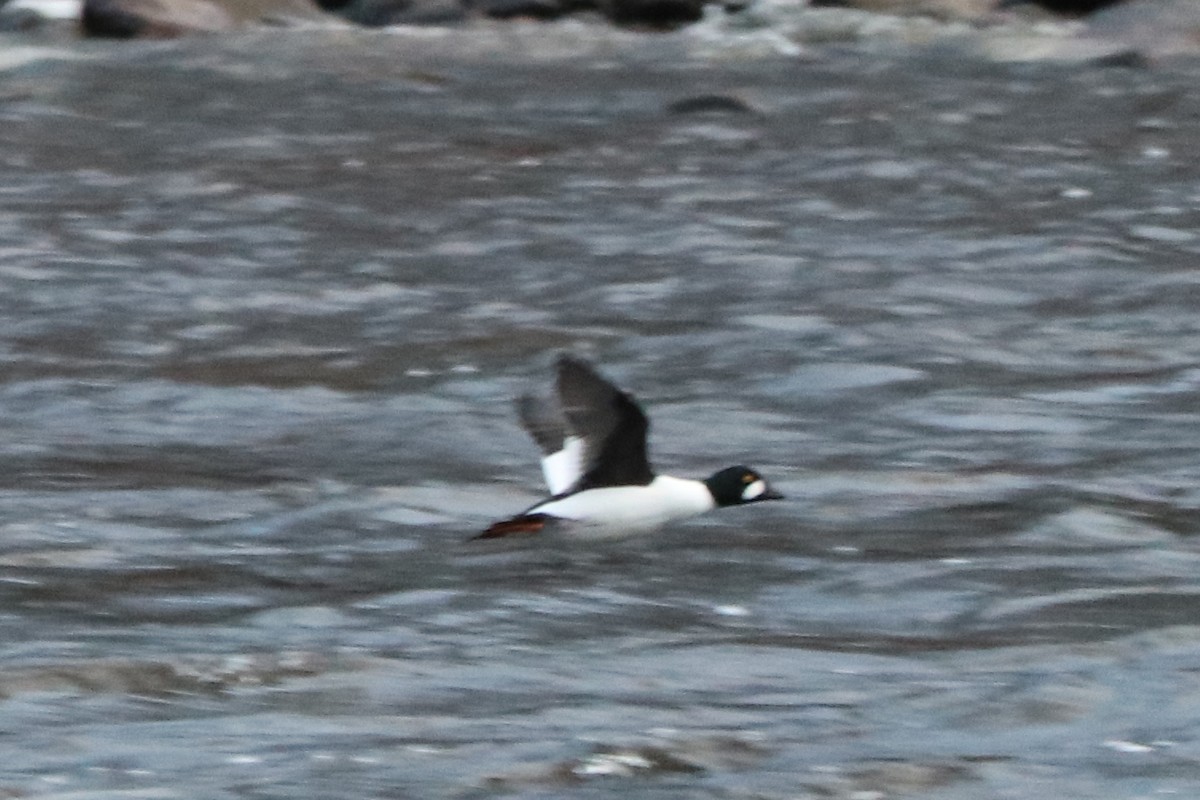 Гоголь зеленоголовий - ML647217596