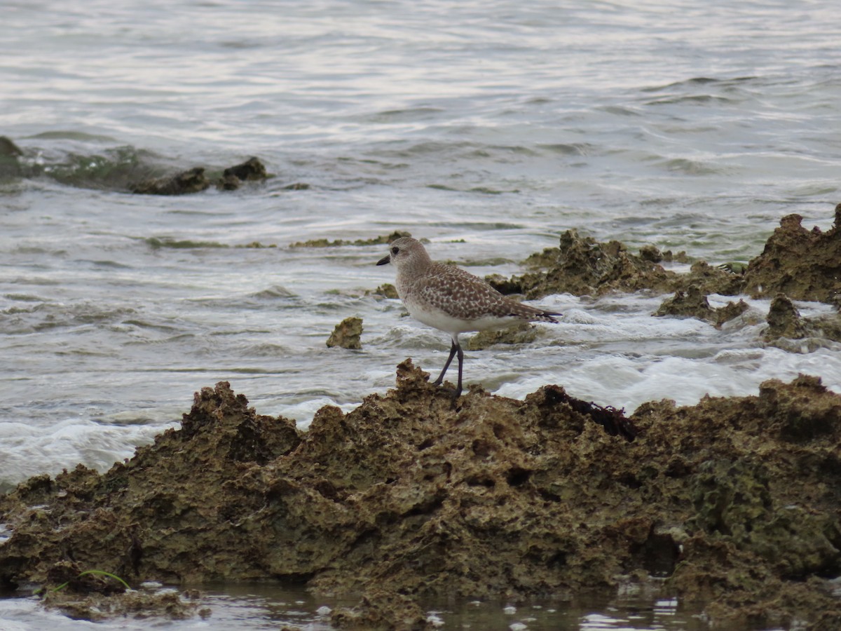 Сивка морська - ML647217598